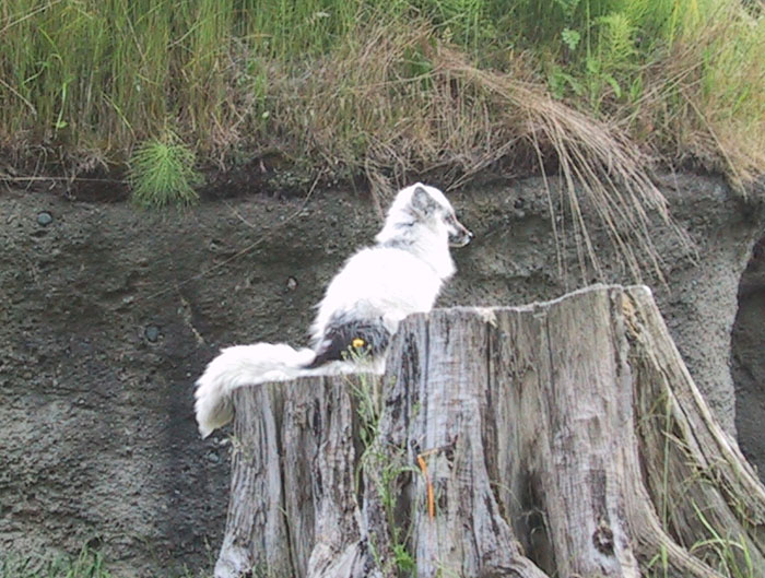 Arctic Fox