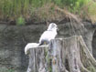 The Arctic Fox looking over his territory. 