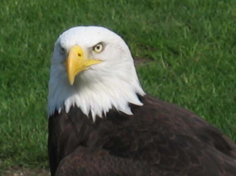 Bald eagle