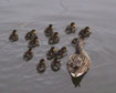 Lots of baby ducks!  We get to watch new babies come every year.