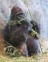 A gorilla resting and snacking on a plant.