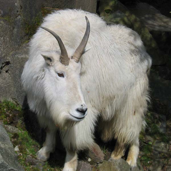 A mountain goat