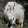 A mountain goat that we saw climbing around on his little fake mountain.