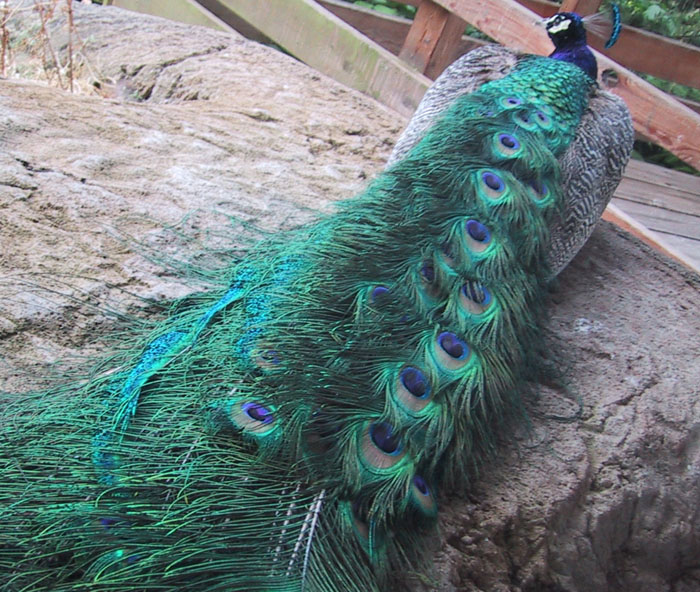 Peacock