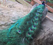 A peacock. This was on top of a building. It's odd, but they're always on top of buildings, I guess they get scared by the other animals and the people.