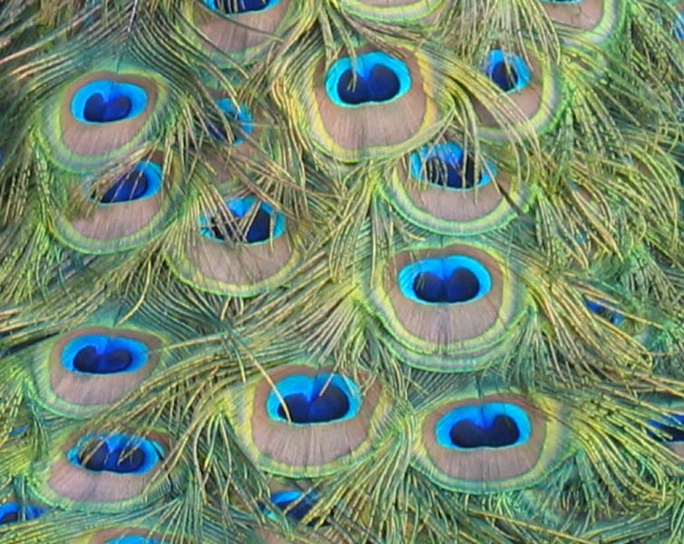 Peacock