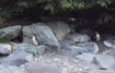 A few penguins in what looked like a very un-penguin like area. I wonder how hot they were feeling.