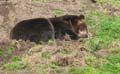 A sleeping bear.  Actually, it seemed like most of the animals were asleep for us.