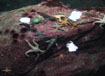 Some very colorful starfish. This is one of the few shots of the aquarium I could take. Wish they had more light in there, it's fascinating.