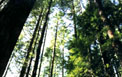 A view of the massive trees along the trail up Tiger Mountain.